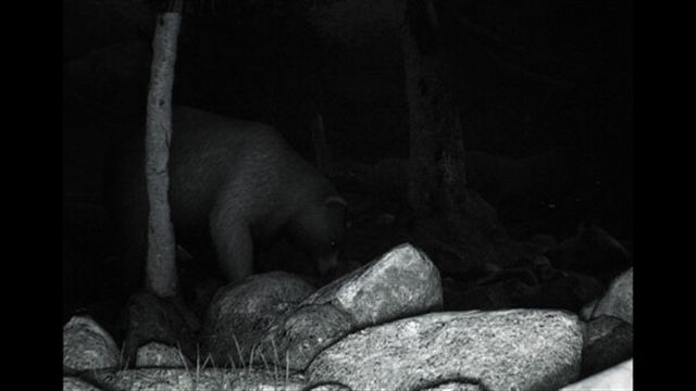 Hình ảnh gameplay TRAILCAM-TiNYiSO